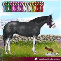 Horse Color:Black Sabino 