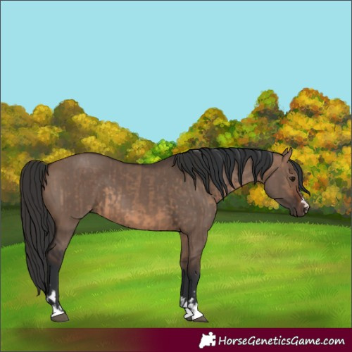 Horse Color:Brown Dun  and Brown Dun 