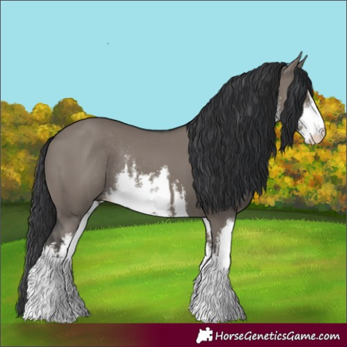 Horse Color:White Spotted Grullo Rabicano