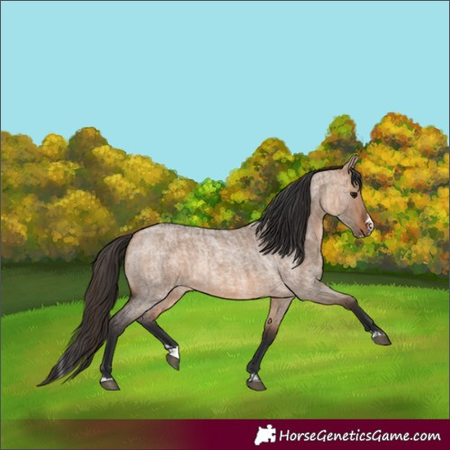Horse Color:Bay Roan Dun  and Bay Roan Dun Splash 