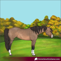 Horse Color:Bay Dun  and Brown Dun 
