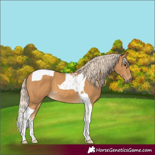 Horse Color:Palomino Tobiano 