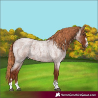 Horse Color:Red Roan
