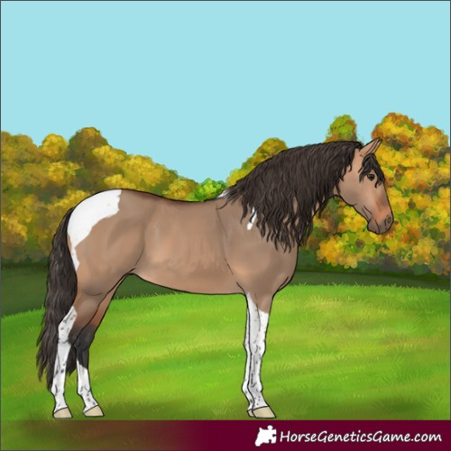 Horse Color:Bay Dun Tobiano 