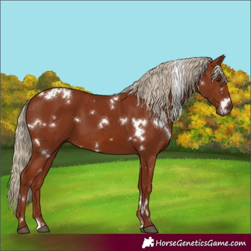 Horse Color:White Spotted Chestnut 