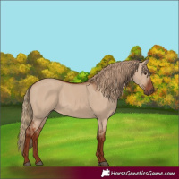 Horse Color:Unknown 