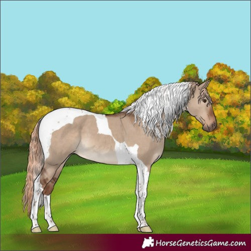 Horse Color:Liver Red Dun Tobiano