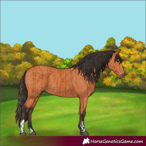 Horse Color:Bay and Bay