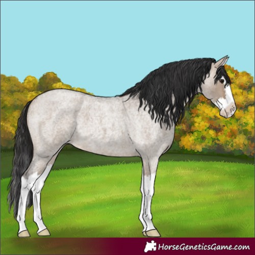 Horse Color:Brown Roan Dun Splash
