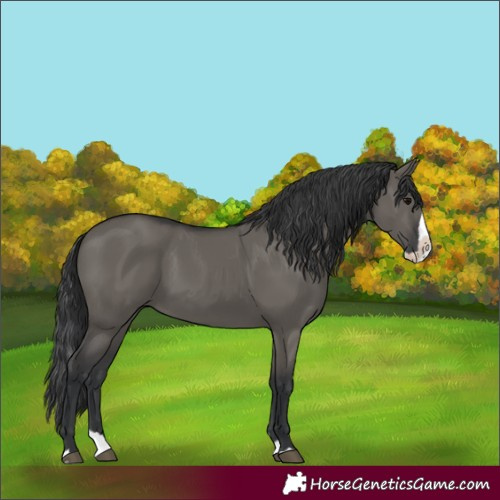 Horse Color:Unknown 