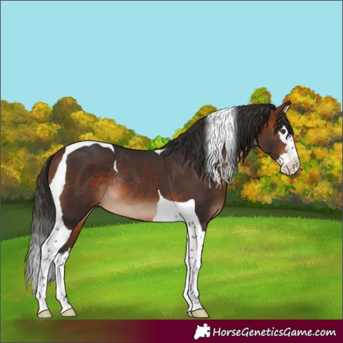 Horse Color:Bay Splash Tobiano Rabicano 