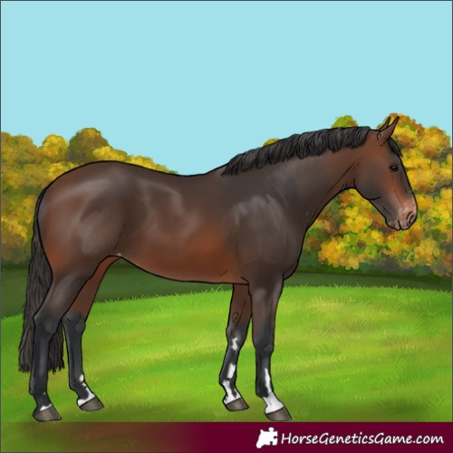 Horse Color:Brown Appaloosa 