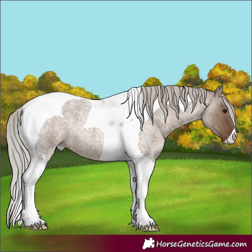 Horse Color:Silver Grullo Roan Tobiano 