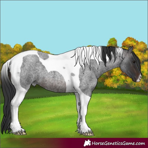 Horse Color:Brown Roan Tobiano