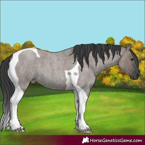 Horse Color:Grullo Roan Tobiano