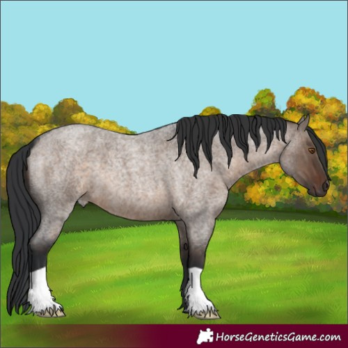 Horse Color:Brown Roan Dun 