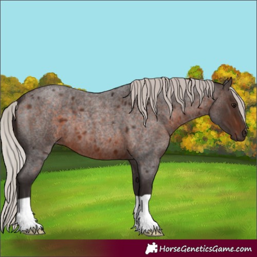 Horse Color:Silver Brown Roan