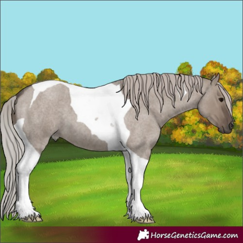 Horse Color:Silver Grullo Roan Tobiano 