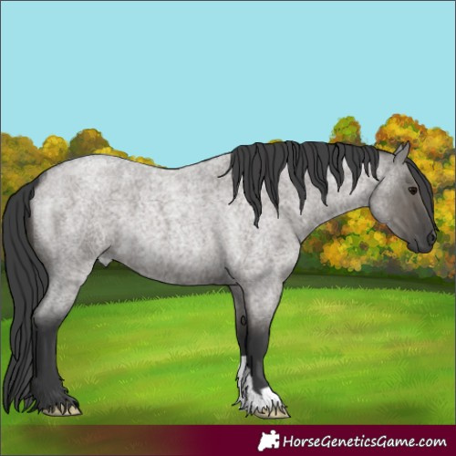 Horse Color:Grullo Roan 