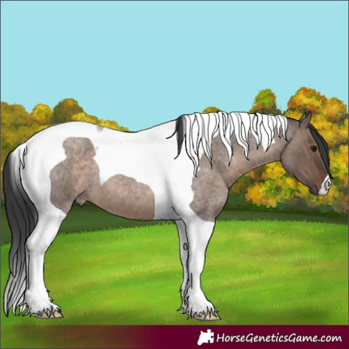 Horse Color:Brown Roan Dun Tobiano