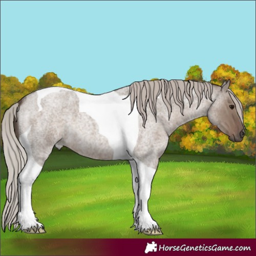 Horse Color:Silver Grullo Roan Tobiano 