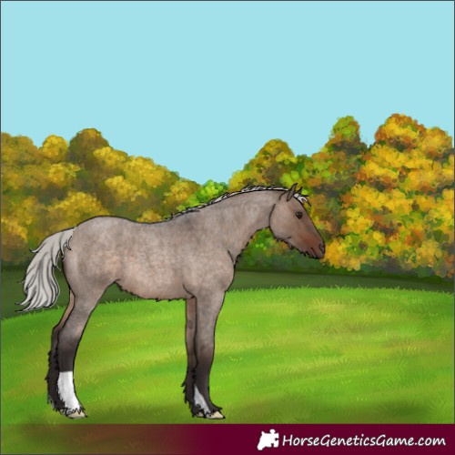 Horse Color:Silver Brown Roan Dun 