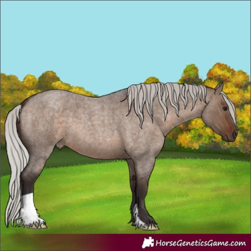 Horse Color:Silver Brown Roan Dun