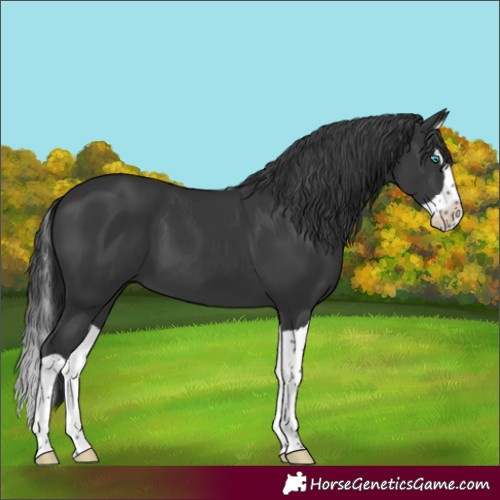 Horse Color:Black Splash 
