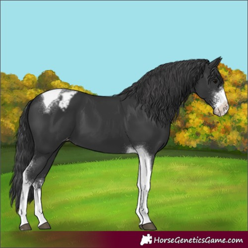 Horse Color:Black Sabino Tobiano Appaloosa 
