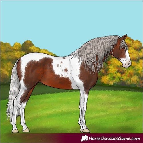 Horse Color:Silver Brown Splash Tobiano 