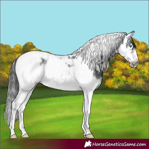 Horse Color:Black Splash Tobiano Frame Rabicano 