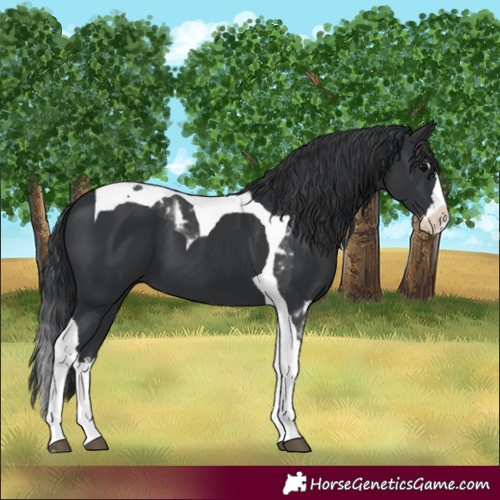 Horse Color:Black Splash Tobiano