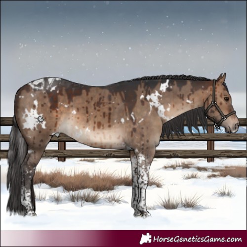 Horse Color:White Spotted Brown Dun Tobiano Brindle 