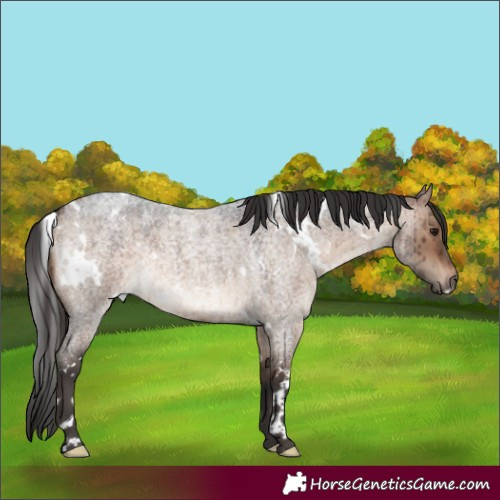 Horse Color:White Spotted Brown Roan Dun Brindle