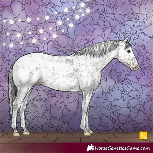 Horse Color:White Spotted Brown Sabino Appaloosa