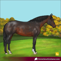 Horse Color:Brown 