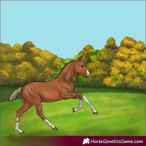 Horse Color:Chestnut 