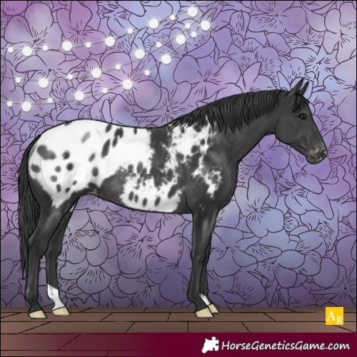Horse Color:Black Appaloosa Rabicano