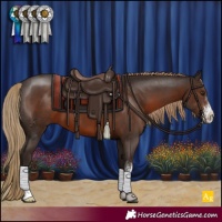 Horse Color:Liver Chestnut Sabino