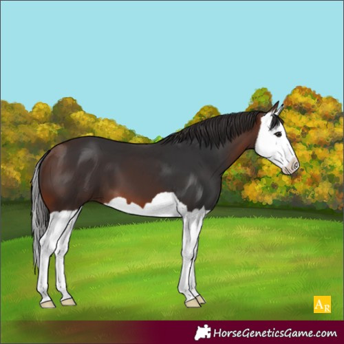 Horse Color:Bay Splash 