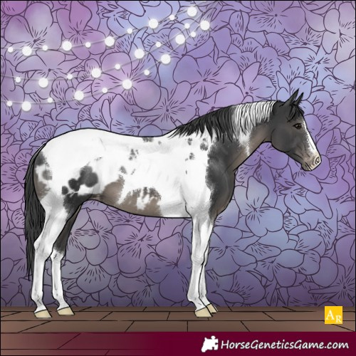 Horse Color:Black Tobiano Appaloosa 