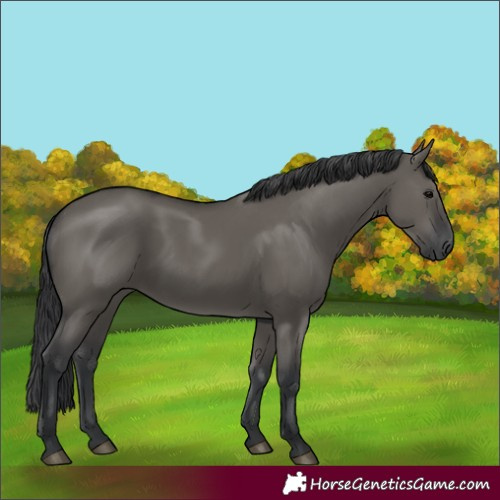 Horse Color:Grullo Rabicano 