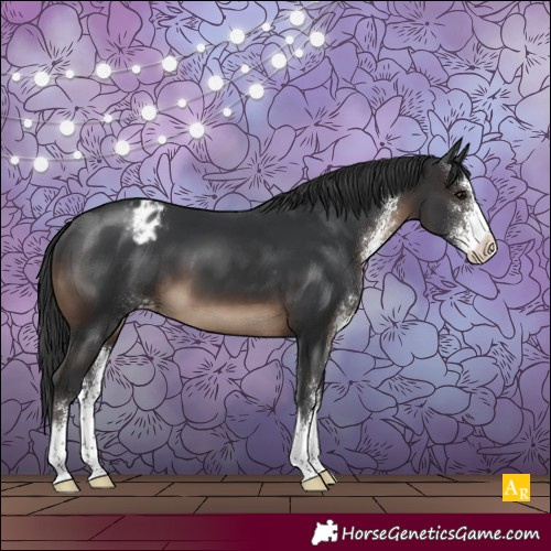 Horse Color:Brown Sabino Appaloosa 
