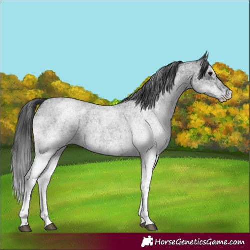 Horse Color:White Spotted Blue Roan 