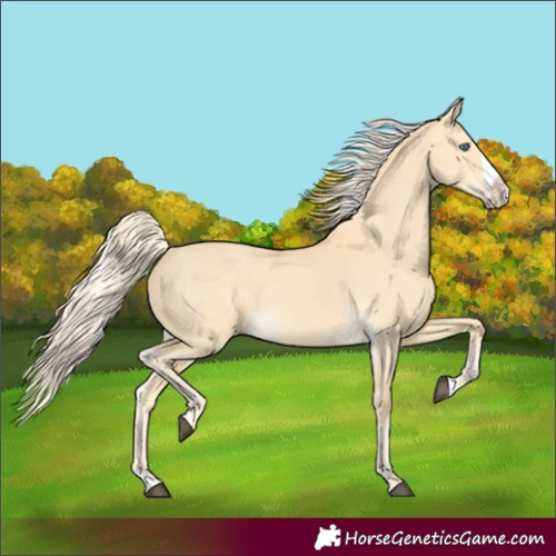 Horse Color:Palomino Dun Splash