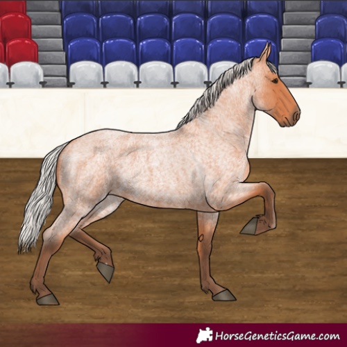 Horse Color:Silver Bay Roan 