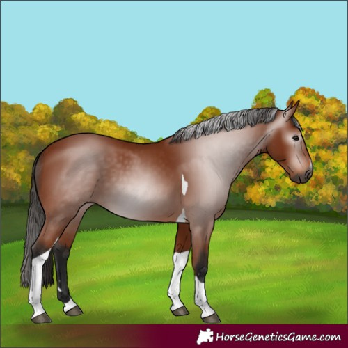 Horse Color:Gray Bay Tobiano 