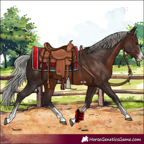 Horse Color:Silver Brown Sabino Rabicano