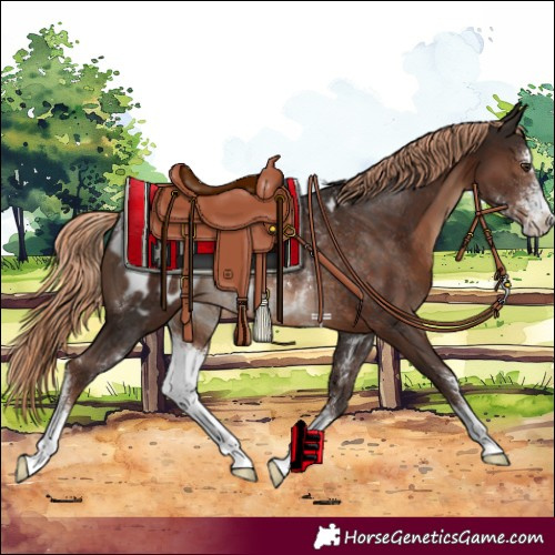 Horse Color:Liver Chestnut Sabino Appaloosa Rabicano 