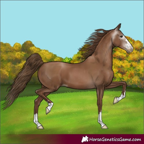 Horse Color:Gray Black Pearl 